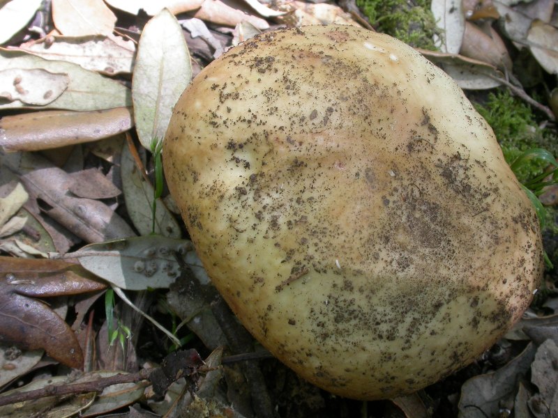 Russula...(cfr. Russula ilicis)